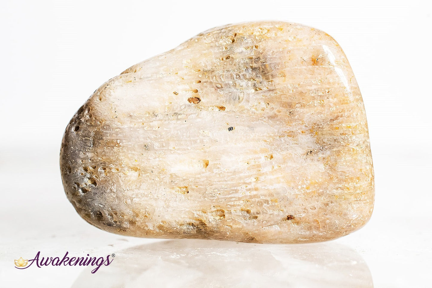 Agatized Coral - Tumbled