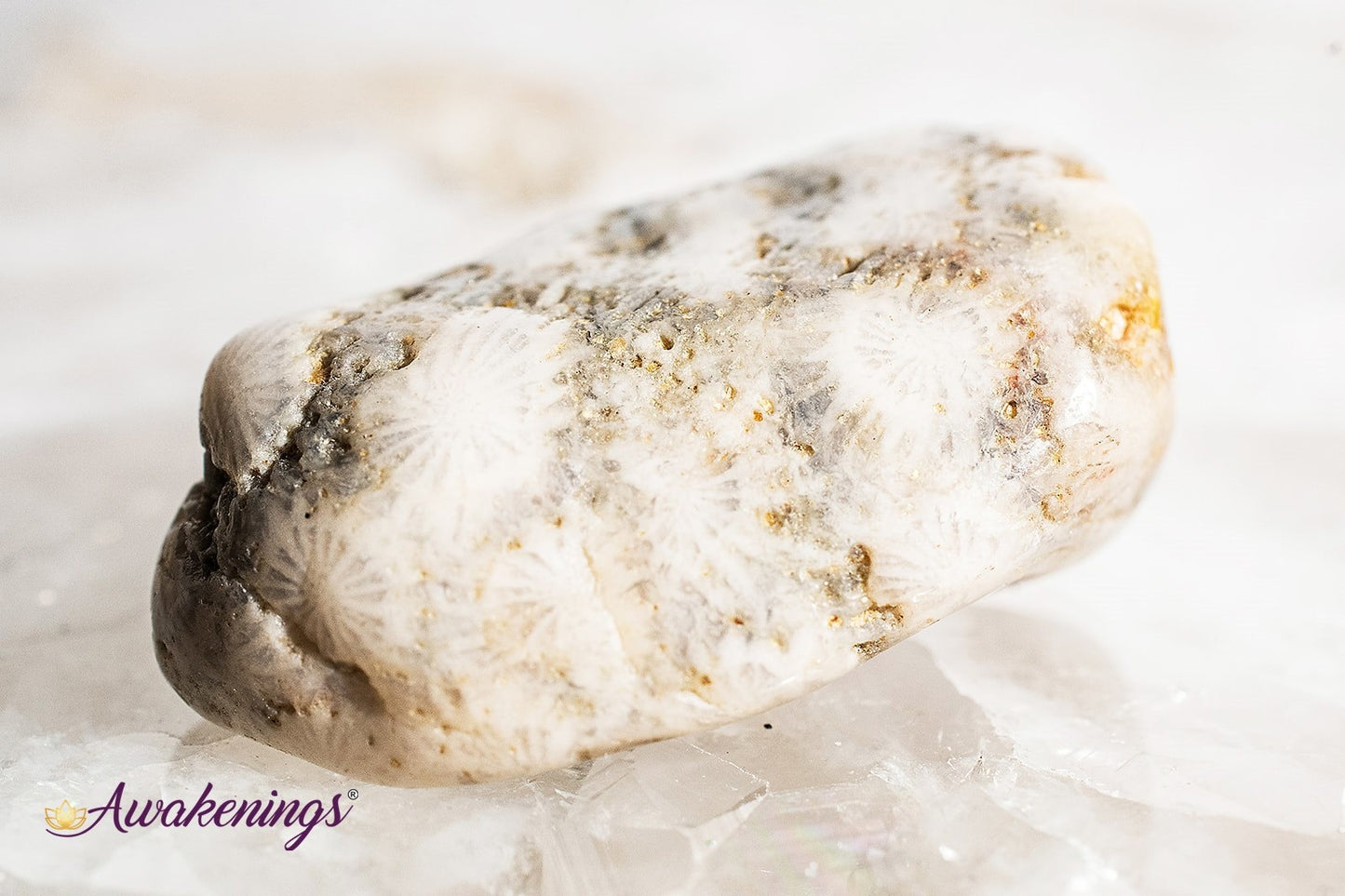 Agatized Coral - Tumbled