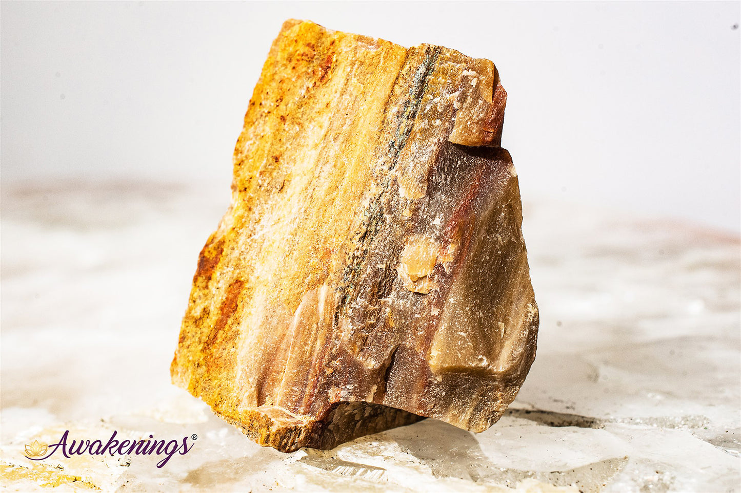 Petrified Wood - Rough Raw Natural